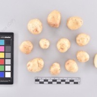 CIP 765859_RPSP 181_med_T_2024.jpg