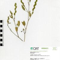 7218 herbarium