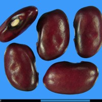 G2101 seed.jpg