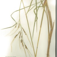 IRGC 92929 Herbarium