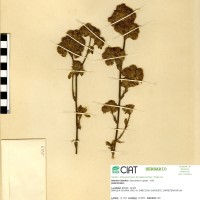 1419 herbarium