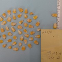 CIMMYTMA 5491 - Reference Inventory.jpg