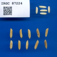 IRGC 87224 Seed Photo