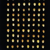 CIMMYTMA 18949 BOZM 1356 TC22U-2903-54 K.jpg