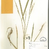 IRGC 100195 Herbarium