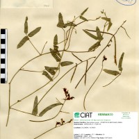 4017 herbarium