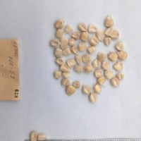 CIMMYTMA 628 - Reference Inventory.jpg