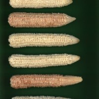 CIMMYTMA 5622 BRAZ 1669 AF22A-0903-105 C_compress.jpg