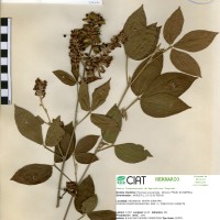 20626 herbarium