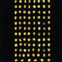 CIMMYTMA 965 CRIC 227 AF18A-0903-75 K.jpg