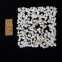 Popped and not popped comparison.jpg