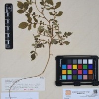 CIP 760363_HHCH 5233_01.jpg