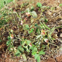 Macroptilium erythroloma 9925.JPG