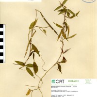 15402 herbarium