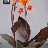 CIP 216007 (flower).JPG