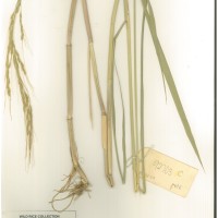 IRGC 92703 Herbarium