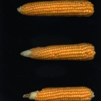 CIMMYTMA 4951 BRAZ 2067 AF20A-0903-47 E.jpg