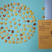 CIMMYTMA 21859.jpg