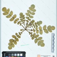 CIP 760339 herbarium
