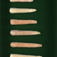 CIMMYTMA 19426 VERA 452 BA22U-2903-103 C.jpg