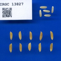 IRGC 13827 Seed Photo