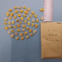 CIMMYTMA 7432 - Reference inventory.jpg