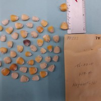 CIMMYTMA 7038 - Reference inventory.jpg