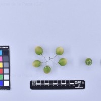 CIP 766059_VIR 03540_dms_B.jpg