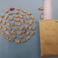 CIMMYTMA 7563 - Reference inventory.jpg