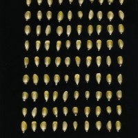 CIMMYTMA 7751 PUEB 538 TC24U-2903-123 K.jpg