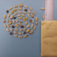 CIMMYTMA 7660 - Reference inventory.jpg