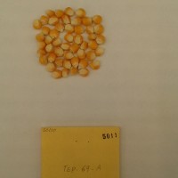 CIMMYTMA 5011 - Reference Inventory.jpg