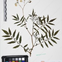 CIP 761164_OCHS 11007_02.jpg