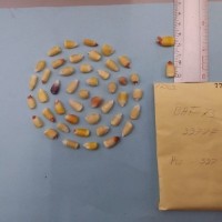 CIMMYTMA 7736 - Reference inventory.jpg