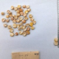 CIMMYTMA 622 - Reference Inventory.jpg