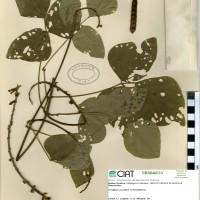 9521 herbarium