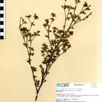 2919 herbarium