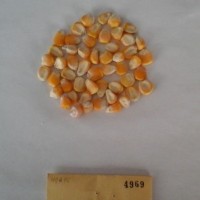 CIMMYTMA 4969 - Reference Inventory.jpg