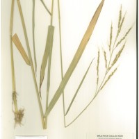 IRGC 101128 Herbarium