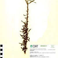 9246 herbarium