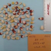 CIMMYTMA 16032 - Reference Inventory.jpg