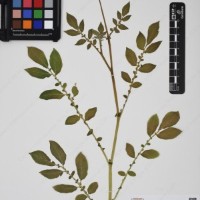 CIP 760357_HHCH 5220_04.jpg