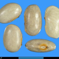 G20416C seed.jpg