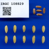 IRGC 108829 Seed Photo