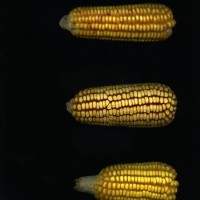 CIMMYTMA 4987 BRAZ 2144 AF20A-0903-191 E1.jpg