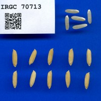 IRGC 70713 Seed Photo
