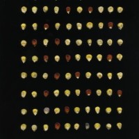 CIMMYTMA 8905 ECUA 881 TC24U-2903-248 K.jpg