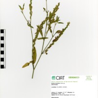 7947 herbarium