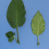 CIP 760466 Leaf