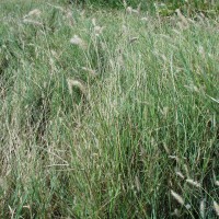 Cenchrus ciliaris  2126-full plant2.JPG